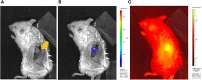 DDS-type near-infrared light absorber enables deeper lesion treatment in laser photothermal therapy while avoiding damage to surrounding organs